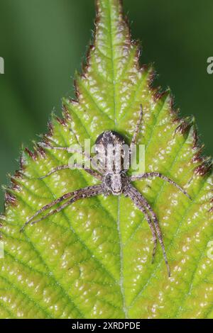 Running Crab Spider - Philodromus dispar - female Stock Photo