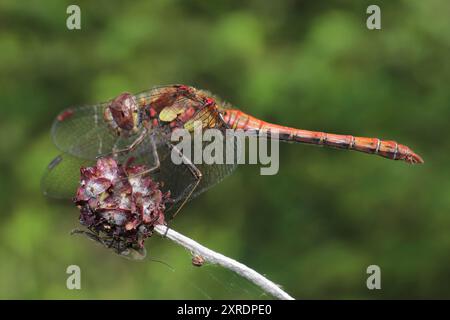 Common Darter - Sympetrum striolatum - male Stock Photo