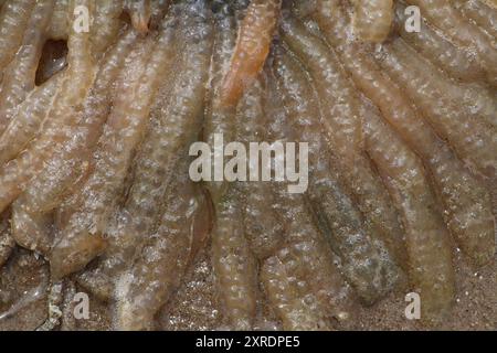 Common Squid Eggs Loligo vulgaris Washed up on Beach - Close Up Stock Photo
