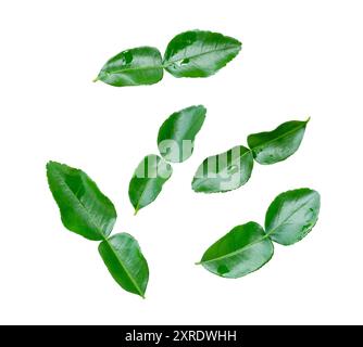 Top view set of kaffir lime leaves or bergamot leaves scattering is isolated on white background. Stock Photo