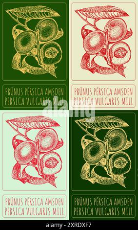 Set of vector drawing PRUNUS PERSICA AMSDEN in various colors. Hand drawn illustration. Latin name is PERSICA VULGARIS MILL. Stock Vector