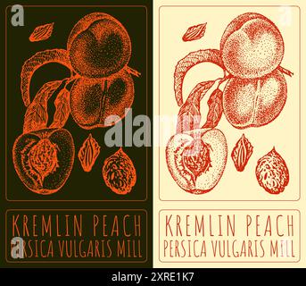 Vector drawing KREMLIN PEACH. Hand drawn illustration. Latin name is PERSICA VULGARIS MILL. Stock Vector