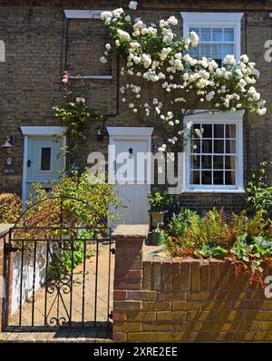 Terrace Cottage with garden and climbing White Rose Stock Photo