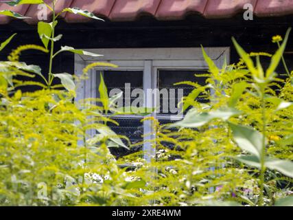 A window in an overgrown garden Stock Photo