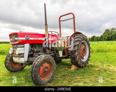 Helmsley, North Yorkshire, UK Aug 9 2024.  Close up of a vintage Massey Ferguson 135 red tractor in a wildflower field just outside Helmsley in North Stock Photo