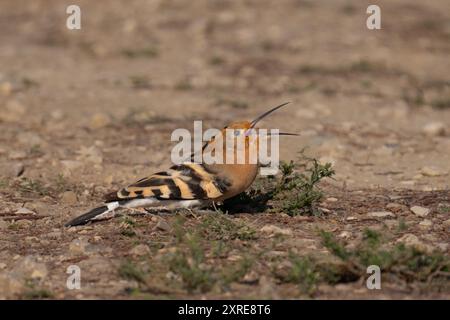 Eurasian hoopoe (Upupa epops) Stock Photo