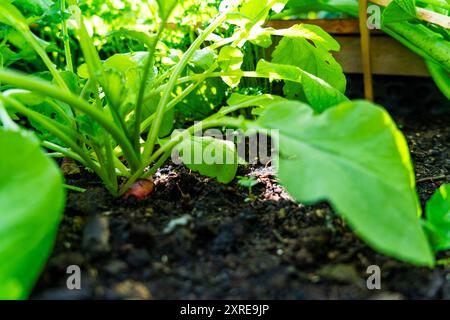 Radish Growing in a Home Garden Stock Photo