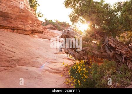 A vibrant sunrise illuminates a weathered tree trunk and yellow wildflowers along the Devils Garden Trail, highlighting the rugged beauty of Arches Na Stock Photo