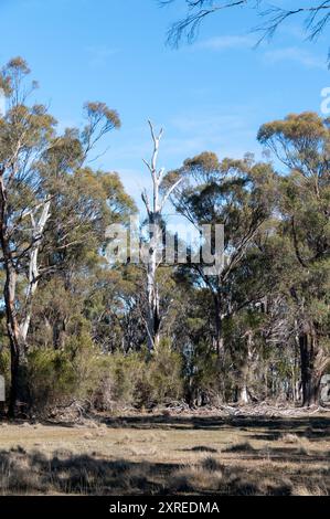 A woodland or forest of Tasmanian blue gum trees. They are tall, evergreen trees found in woodlands in Tasmania, Australia.  Its leaves are used for m Stock Photo