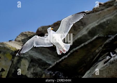 European herring gull Stock Photo