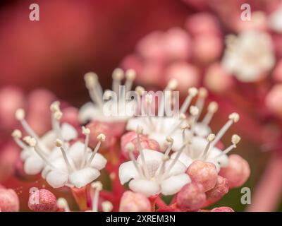 Closeup shot of Hydrangea quercifolia Snowflake flowers in blossom Stock Photo