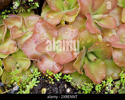 Closeup purple flower Pinguicula moranensis ,Tina, grandiflora ,Mexican Butterworts Carnivorous flowering plants ,Hybrid between pinguicula agnate and Stock Photo