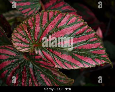 Closeup pink leaf foliage begonia flower plants ,Painted-leaf begonia Stock Photo