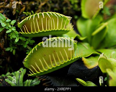 Closeup Venus flytrap ,Insectivorous plants ,Low Giant ,Dionaea
