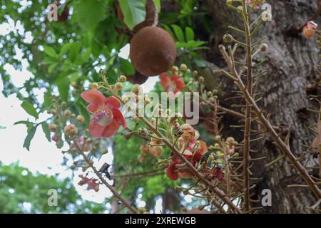 Nature Beautiful Cannonball tree blooming or Shorea robusta flower bunch on its tree branches with natural environment Stock Photo