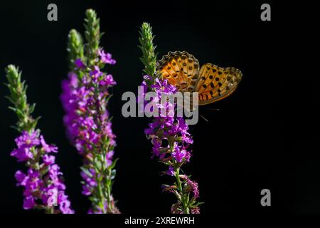 A male tropical or Indian fritillary butterfly (Argynnis hyperbius) in a park in Kanagawa, Japan. Kanagawa, Japan. Stock Photo