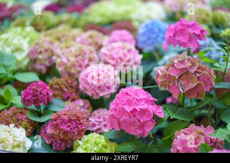 Hydrangea macrophylla bright pink flower head closeup. Hortensia pink flower. French hydrangea blooming plant. Stock Photo