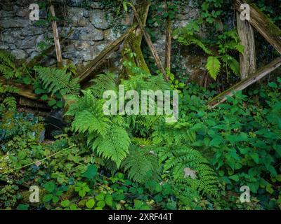 Derelict Old Farm Building with collapsed structure corrugated iron sheeting and timbers Stock Photo