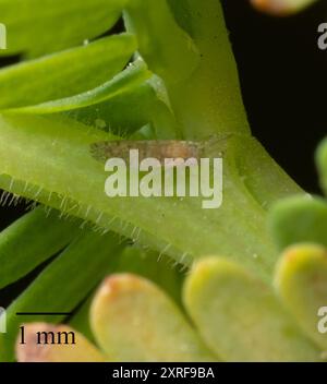 Acacia Psyllid (Acizzia uncatoides) Insecta Stock Photo - Alamy