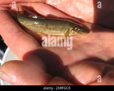 Longnose Dace (Rhinichthys cataractae) Actinopterygii Stock Photo