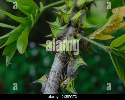 Thorn Treehopper (Umbonia crassicornis) Insecta Stock Photo