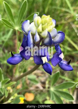 Texas bluebonnet (Lupinus texensis) Plantae Stock Photo - Alamy