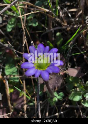 Tenpetal Anemone (Anemone berlandieri) Plantae Stock Photo