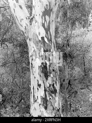 BW01920-00.....CALIFORNIA - California sycamore tree (Platanus racemosa) in Malibu Creek State Park. Stock Photo