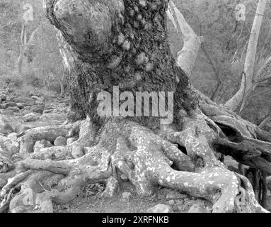 BW01921-00.....CALIFORNIA - California sycamore tree (Platanus racemosa) in Malibu Creek State Park. Stock Photo