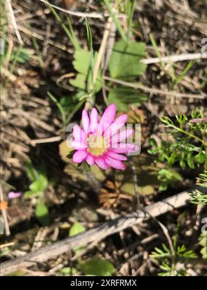 Tenpetal Anemone (Anemone berlandieri) Plantae Stock Photo