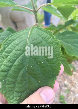 Florida Wax Scale (Ceroplastes floridensis) Insecta Stock Photo - Alamy