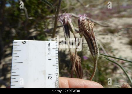 Spanish needle (Palafoxia arida) Plantae Stock Photo