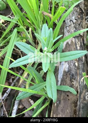 corn gromwell (Buglossoides arvensis) Plantae Stock Photo