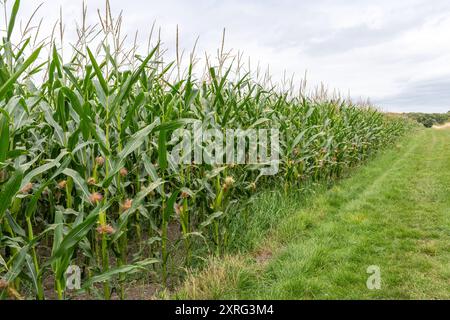Maize also called corn (Zea mays) growing in a field in Hampshire, England, UK Stock Photo