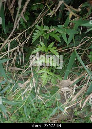 Semi-pinnated Brake (Pteris semipinnata) Plantae Stock Photo