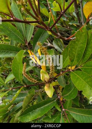 butterspoon tree (Cunonia capensis) Plantae Stock Photo