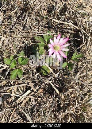 Tenpetal Anemone (Anemone berlandieri) Plantae Stock Photo