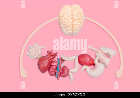 Human organs models including brain, heart, stomach, liver, lung, kidneys and intestines, displayed creatively with arms, set against a pink backdrop. Stock Photo