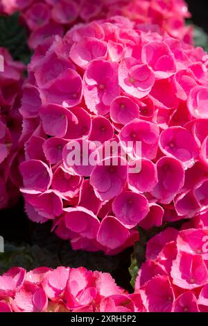 Deep pink mop head Hydrangea flower head in late summer sunshine Stock Photo