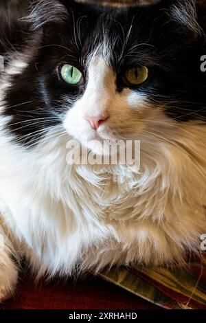 Close-up portrait of a longhaired domestic Tuxedo Cat Stock Photo