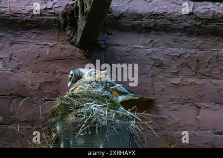 Wild Adult American Robin, Turdus migratorius, with two large  fledglings ready to fly from the nest in courtyard in New York City, NY, United States Stock Photo