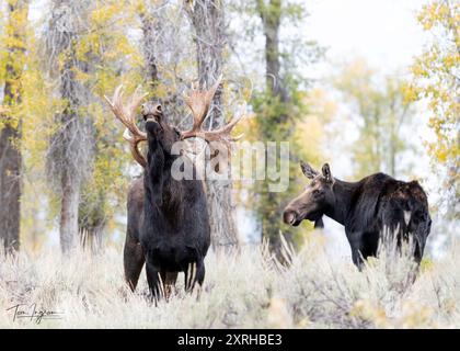 Large Bull Moose Shoshone, (Alces alces) during rut, Grand Teton National Park, Stock Photo