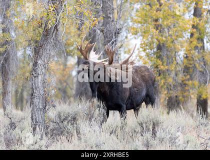 Large Bull Moose Shoshone, (Alces alces) during rut, Grand Teton National Park, Stock Photo