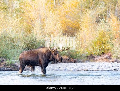 Large Bull Moose Shoshone, (Alces alces) during rut, Grand Teton National Park, Stock Photo