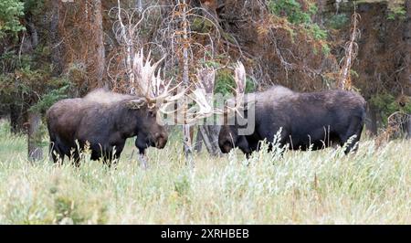 Large Bull Moose Shoshone, (Alces alces) during rut, Grand Teton National Park, Stock Photo