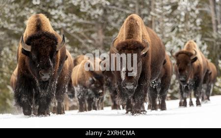 American Bison (Bison bison), also called the American buffalo, surviving winter in Yellowstone National Park, Wyoming, North America Stock Photo