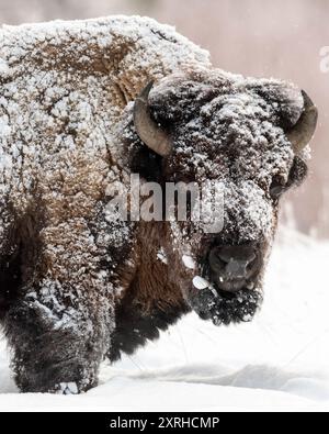 American Bison (Bison bison), also called the American buffalo, surviving winter in Yellowstone National Park, Wyoming, North America Stock Photo