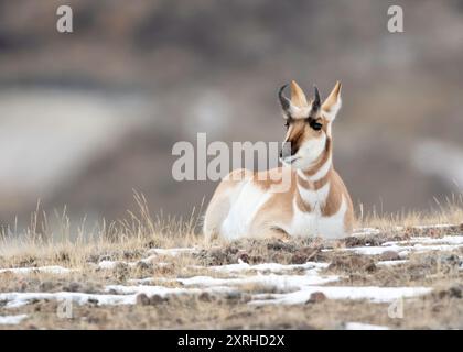 Pronghorn, (Antilocapra americana), Yellowstone NP, Though not an antelope, it is known colloquially in North America as the American antelope Stock Photo