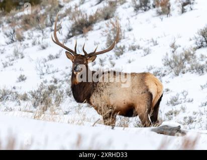 Rocky Mountain Bull Elk (Cervus canadensis), in winter snow, Yellowstone, National Park, Wyoming, North America Stock Photo