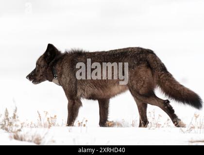 Gray wolves (Canis lupus) 1229F from the Junction Butte Pack, Yellowstone National Park Stock Photo